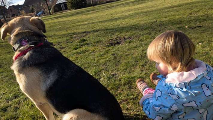Hundetreffen-Spieltreffen mit friedlichen kinderfreundlichen Hunden 🐶-Bild