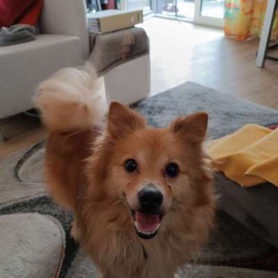 Entlaufene, Gefundene und Vermisste Hunde-Beitrag-Bild