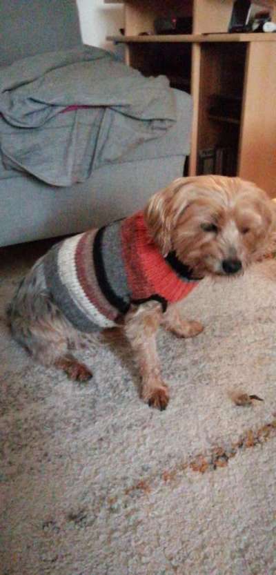 Hundekleidung - Top oder Flop-Beitrag-Bild