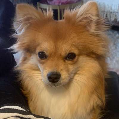 Hundetreffen-Coco sucht weitere Minis zum Spielen und toben☀️ 🐶-Bild