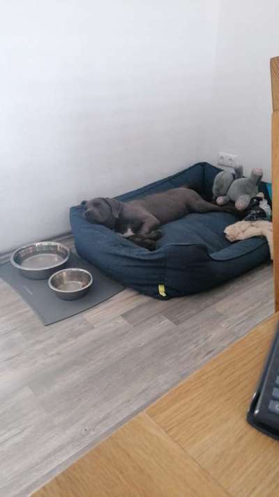 Rassensuche Cane Corso Italiano-Beitrag-Bild