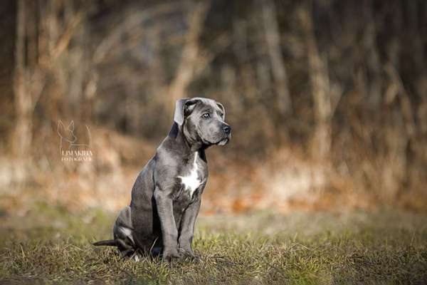 Welpen Bilder !-Beitrag-Bild