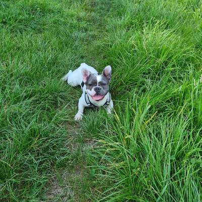 Hundetreffen-Gemeinsame Gassirunde-Bild