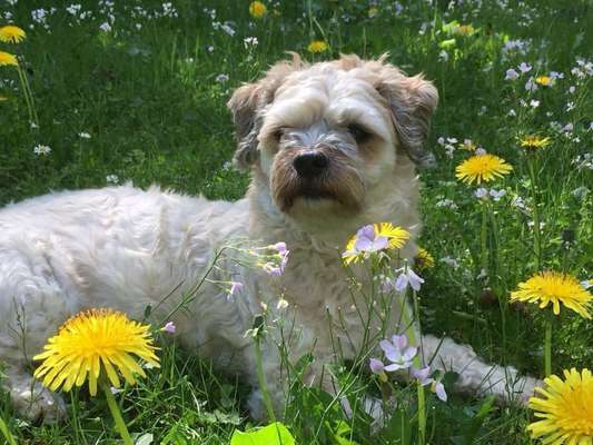 Die Dogorama Monats Challenge "Es grünt und blüht"-Beitrag-Bild