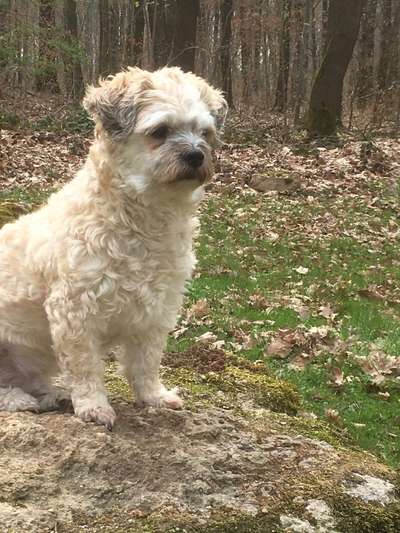 Welpen Bilder !-Beitrag-Bild