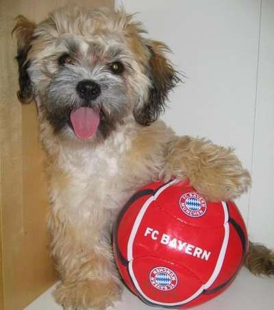 Welpen Bilder !-Beitrag-Bild