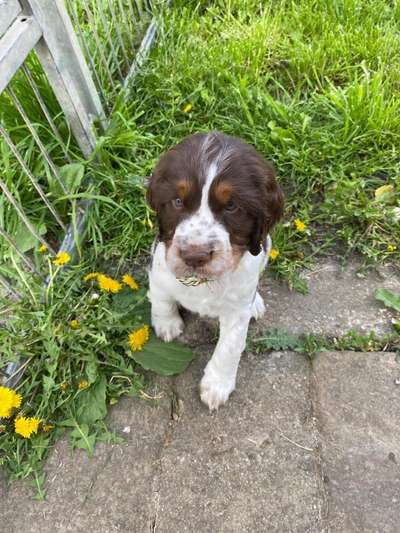Springer Spaniel-Beitrag-Bild