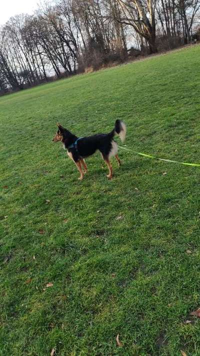 Hundeauslaufgebiet-Wittelsbacher Park-Bild