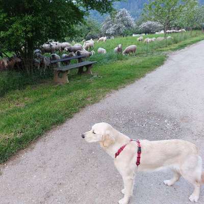 Hundetreffen-Gassi gehen und spielen-Bild