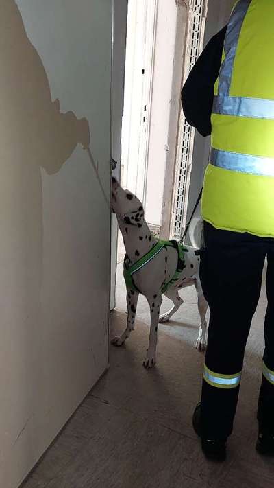 Mantrailing-Beitrag-Bild