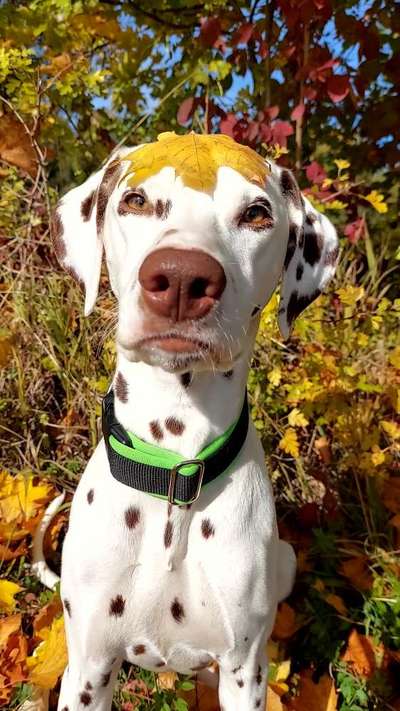 Herbst Bilder-Beitrag-Bild