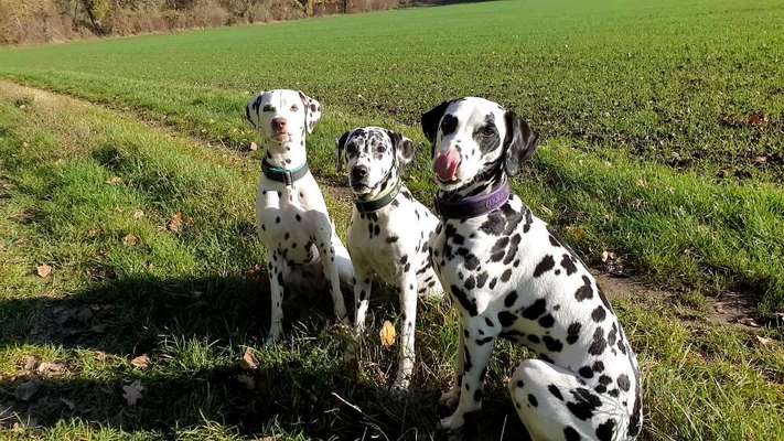 BIG LOVE :) mit 2 Hunden❣️-Beitrag-Bild