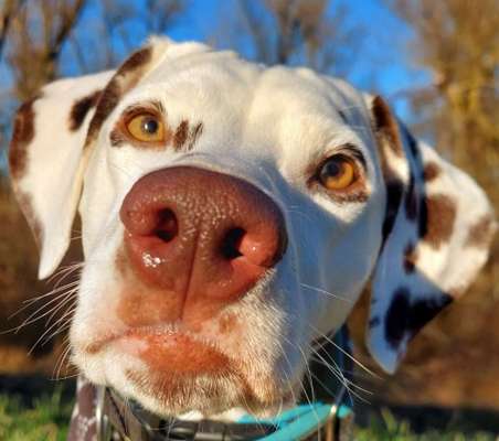 Zeigt mir die tollste Nahaufnahme von eurer Fellnase-Beitrag-Bild