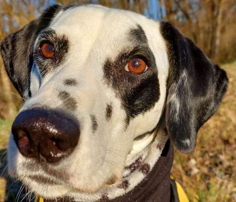 Zeigt mir die tollste Nahaufnahme von eurer Fellnase-Beitrag-Bild