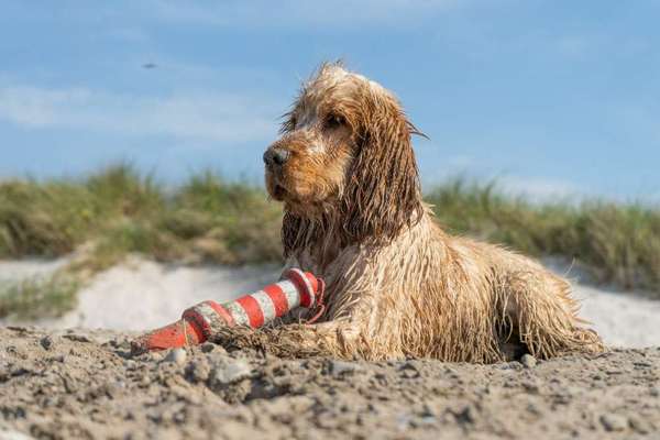 Lieblingsbild von euren Hunden?-Beitrag-Bild