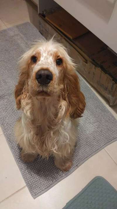 Cocker Spaniel-Beitrag-Bild