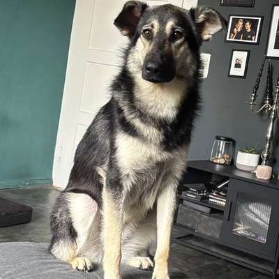 Hundetreffen-Hundekontakt/-Begegnungen gesucht. 🐶-Bild