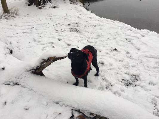 TierschutzhundeStammtisch🐕-Beitrag-Bild