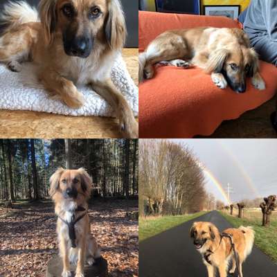 Windhunde - Treffen der besonderen Schönheiten
HERZLICH WILLKOMMEN-Beitrag-Bild