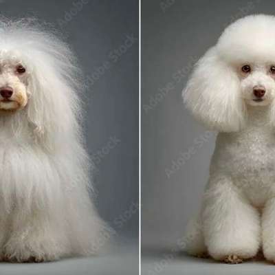 aktuelles Foto Gruppe Pudel