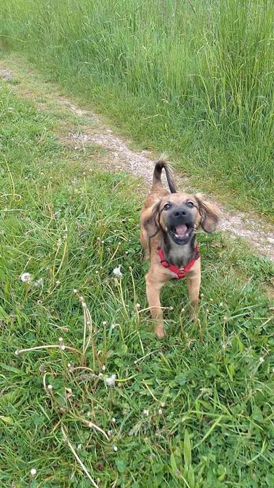 Hundetreffen-Social Walk und Training-Bild
