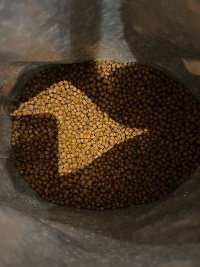 Hubertus Gold Junior top geeignet für junge Jagdhunde-Beitrag-Bild