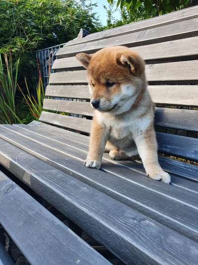 Welpen Bilder !-Beitrag-Bild