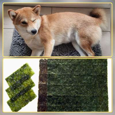 Wie heißt dein Hund?-Beitrag-Bild