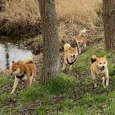 Hundetreffen-Shiba Party-Bild