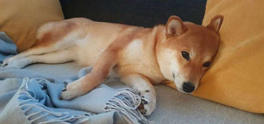 Dogorama Photo Challenge - Portrait-Beitrag-Bild