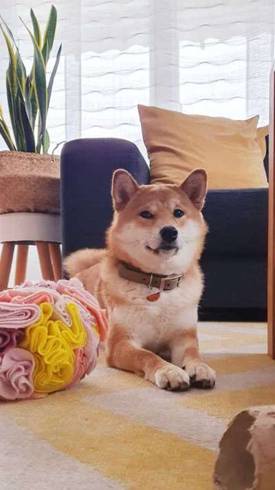 Shiba Inu Erfahrungen?-Beitrag-Bild