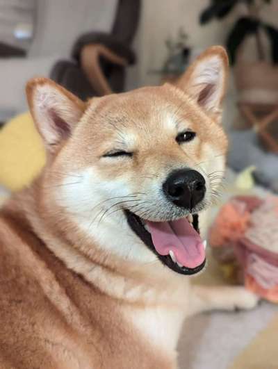 Shiba - Eltern-Beitrag-Bild