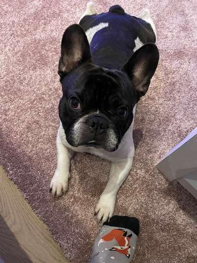 Französische Bulldoggen-Beitrag-Bild