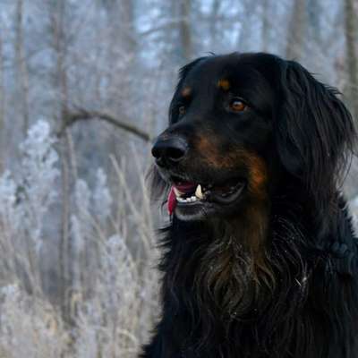 Hundetreffen-Hundetreff-Bild