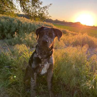 Hundetreffen-Wir suchen gute Hundekontakte-Bild