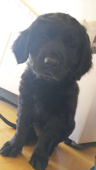 Welpen Bilder !-Beitrag-Bild