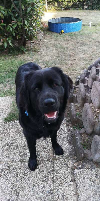 Dogorama Photo Challenge - lustigste Grimasse-Beitrag-Bild