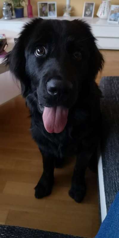 Welpen Bilder !-Beitrag-Bild