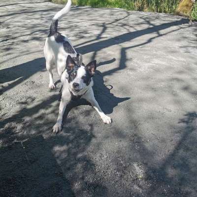 Hundetreffen-Hundekaoten gesucht 😆-Bild