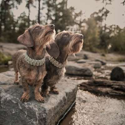 Hundetreffen-Spielfreunde-Bild