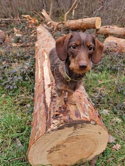 Hundetreffen-Spielfreunde-Bild