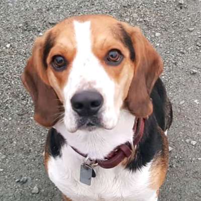 Hundetreffen-Beagle Hugo sucht Beaglefreunde 🐶🐾-Bild
