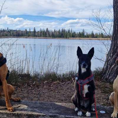 Hundetreffen-Socialwalk/ Training / Spiel & Spaß-Bild