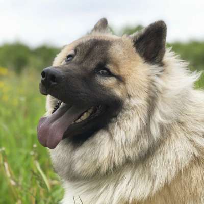 Eurasier hier?-Beitrag-Bild