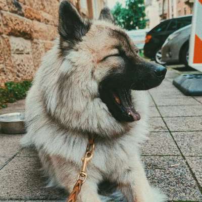 Eurasier-Beitrag-Bild