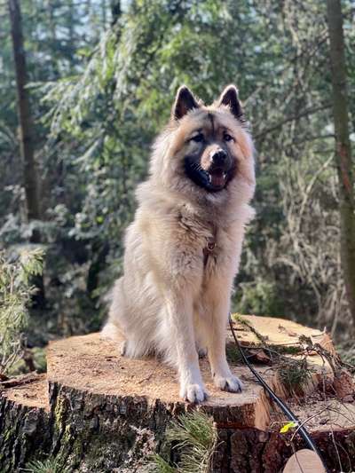 Wald Bild-Beitrag-Bild