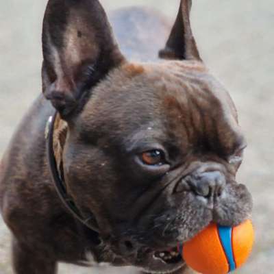 Hundetreffen-Bulldoggentreffen-Bild