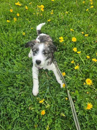 Hundetreffen-Gassi & Spieletreff-Bild