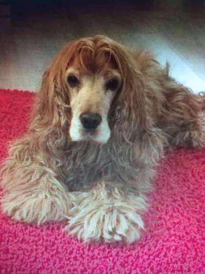 Fotochallenge Nr. 56 - geliebte Senioren-Beitrag-Bild