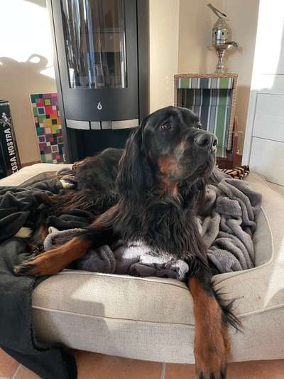 Englisch Setter?-Beitrag-Bild